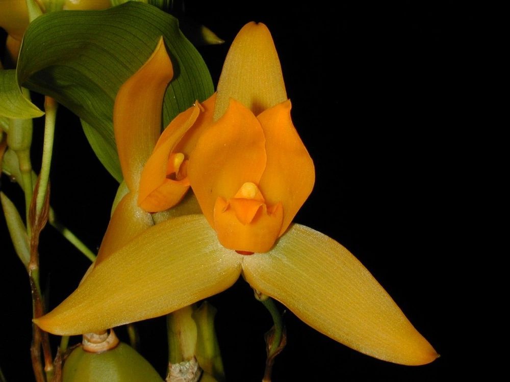 Lycaste Cruenta x Lycaste Virginalis (Skinneri)