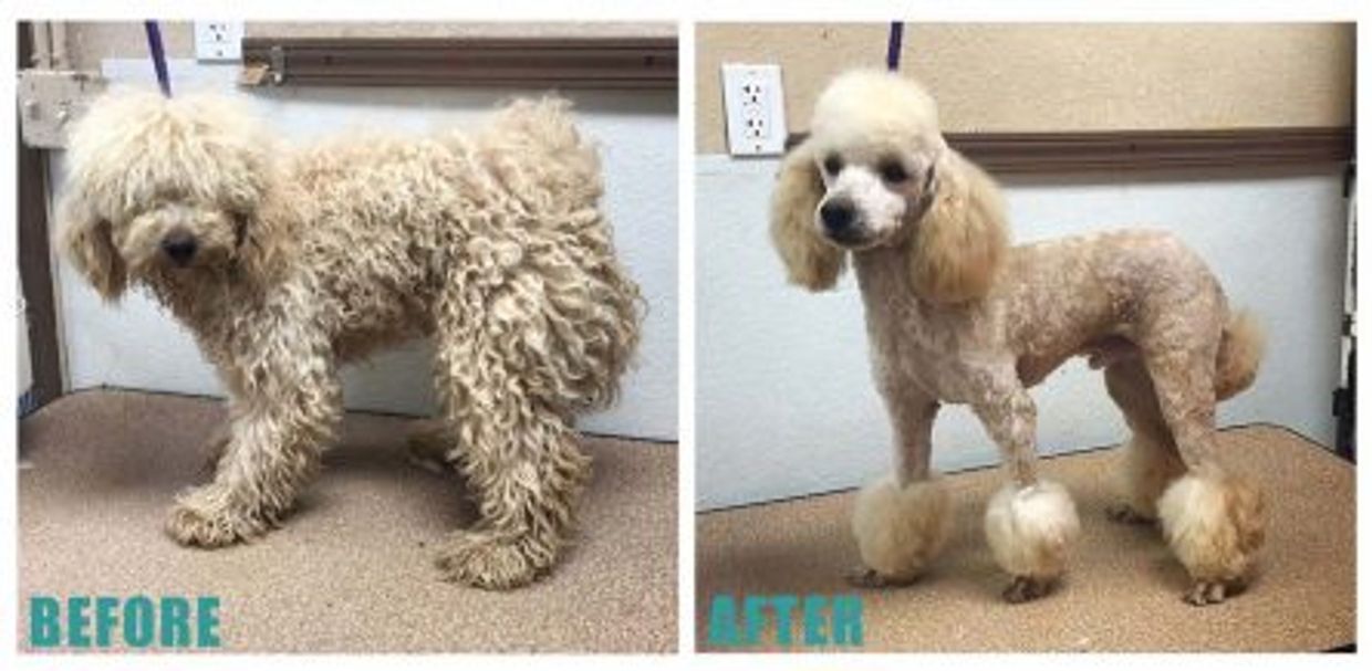 128 Dogs Before And After Their Haircuts, 49 OFF