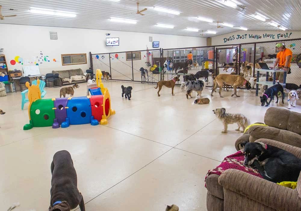 Indoor sales dog daycare