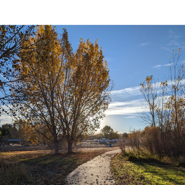 Image of trees in the fall with blue sky in the background.