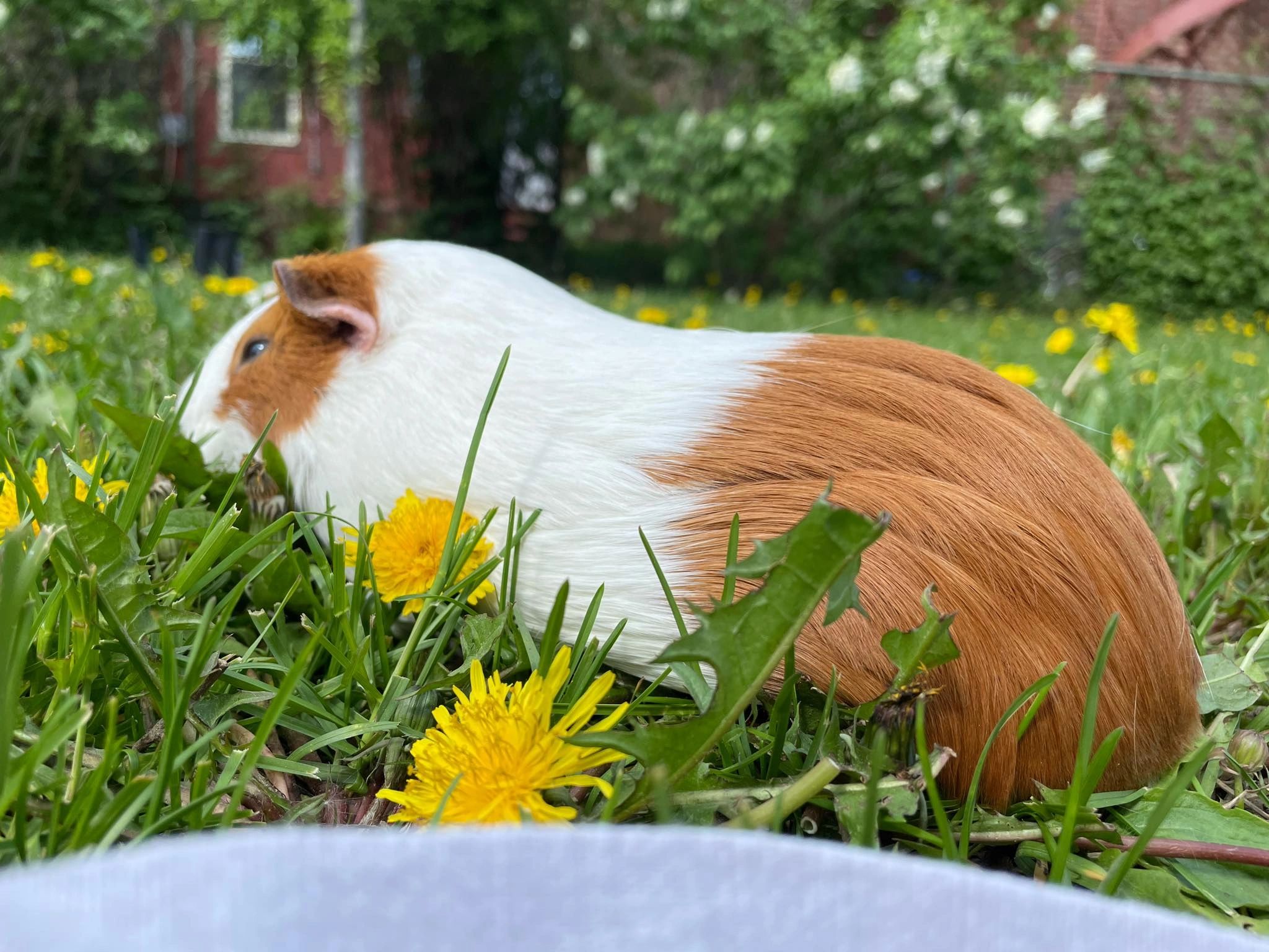 Un cochon d'Inde au jardin