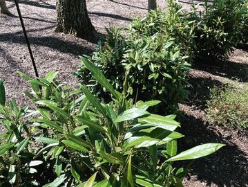 Bush trimming & tree care  in Bridgewater, Bedminster, Warren, Basking Ridge, and Martinsville NJ, 