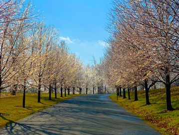 Yard cleanup services in Bedminster, and Basking Ridge NJ, including leaf removal, brush clearing.