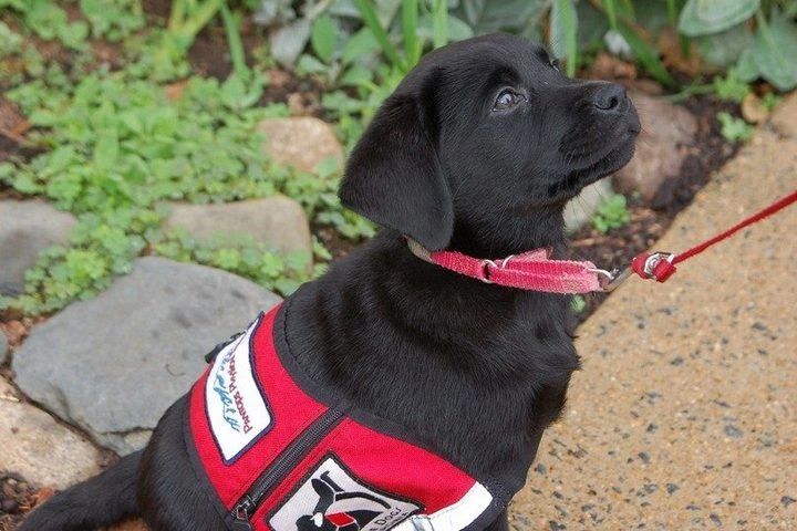 service dogs for anxiety and depression