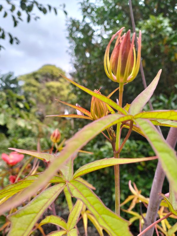Close-up of a budding flower with slender leaves in a garden.