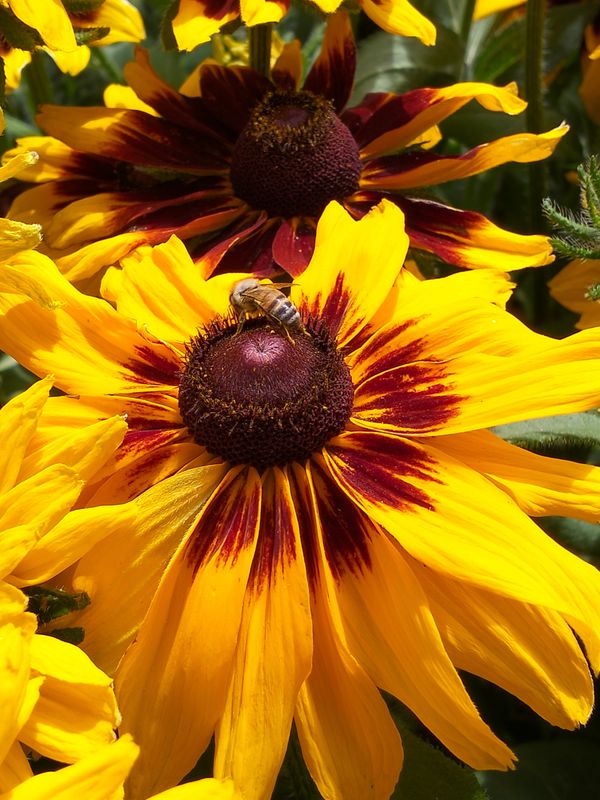 Bee collecting nectar on vibrant yellow and red flowers.