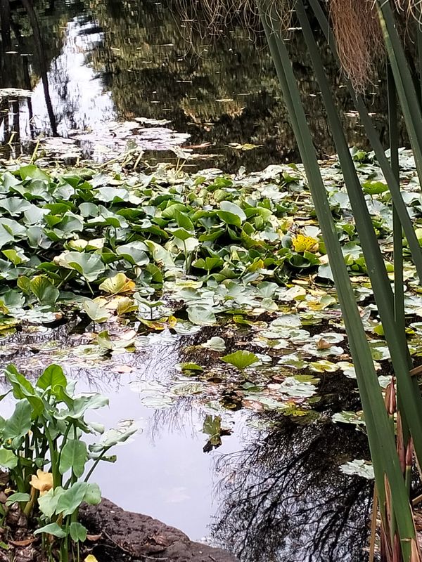 A serene pond covered with lily pads and surrounded by greenery.