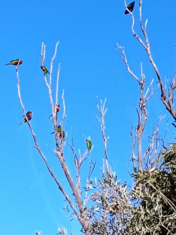 Colorful parrots perched on bare tree branches against a clear blue sky.
