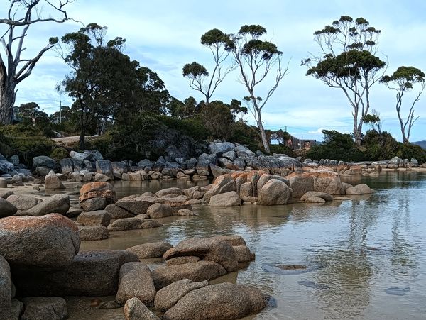 Rocky shoreline with calm water and sparse tall trees under a blue sky.