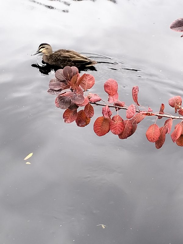 Duck swimming near red autumn leaves on calm water.