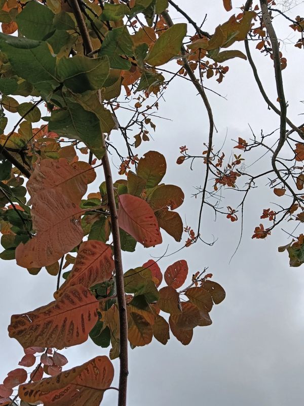 Autumn leaves changing colors against a gray sky.