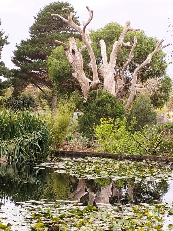 A serene pond with lily pads and a large dead tree surrounded by greenery.