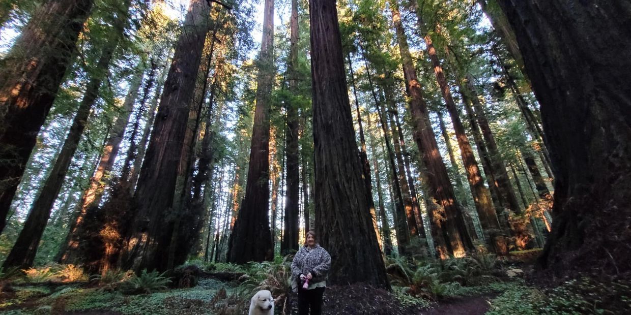 Person with a white dog in a forest of tall trees at sunset.