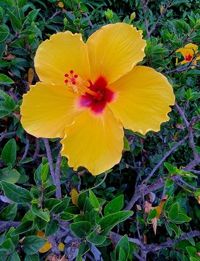 Yellow Hibiscis - by Mani Suri