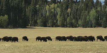 Bison on North Rim, Grand Canyon from rim to rim hike in 2018