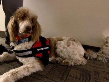 Standard poodles for sale in Colorado Grace Poodles