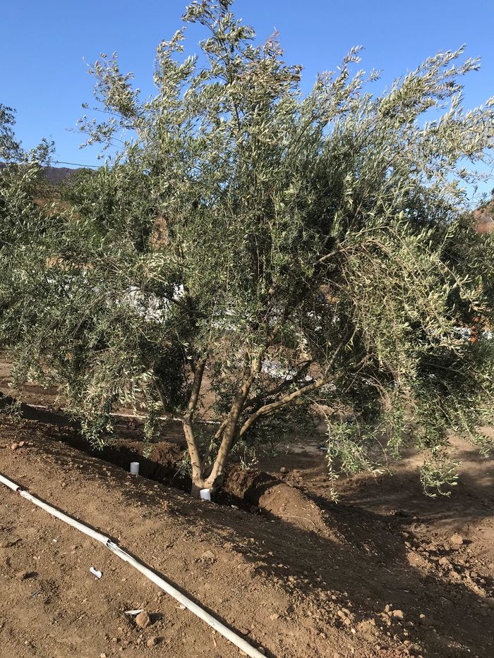 Olive trees