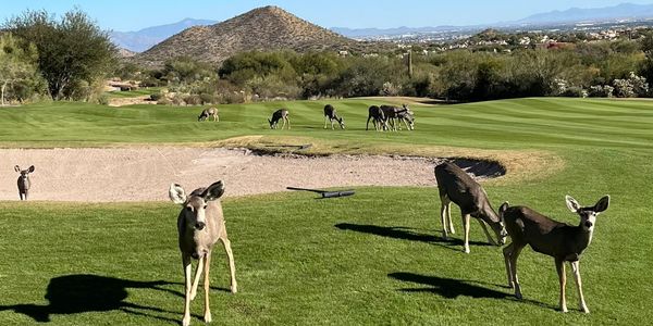 A group of deer grazing on a sunny golf course with hills in the background.