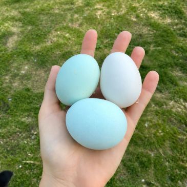 Hand holding three pastel-colored eggs outdoors on grass.