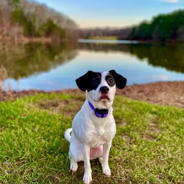 Dog sitting on grass near a lake.
