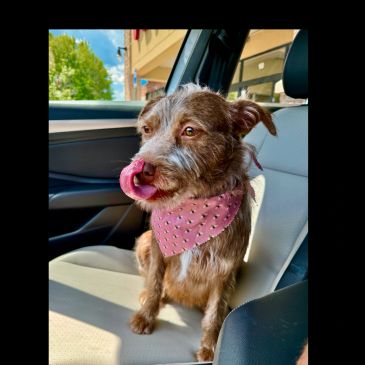 Dog with pink bandana licking its nose in a car.