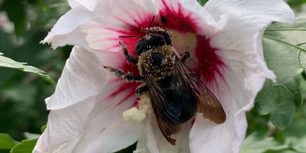 Bee covered in pollen on a rose of sharon