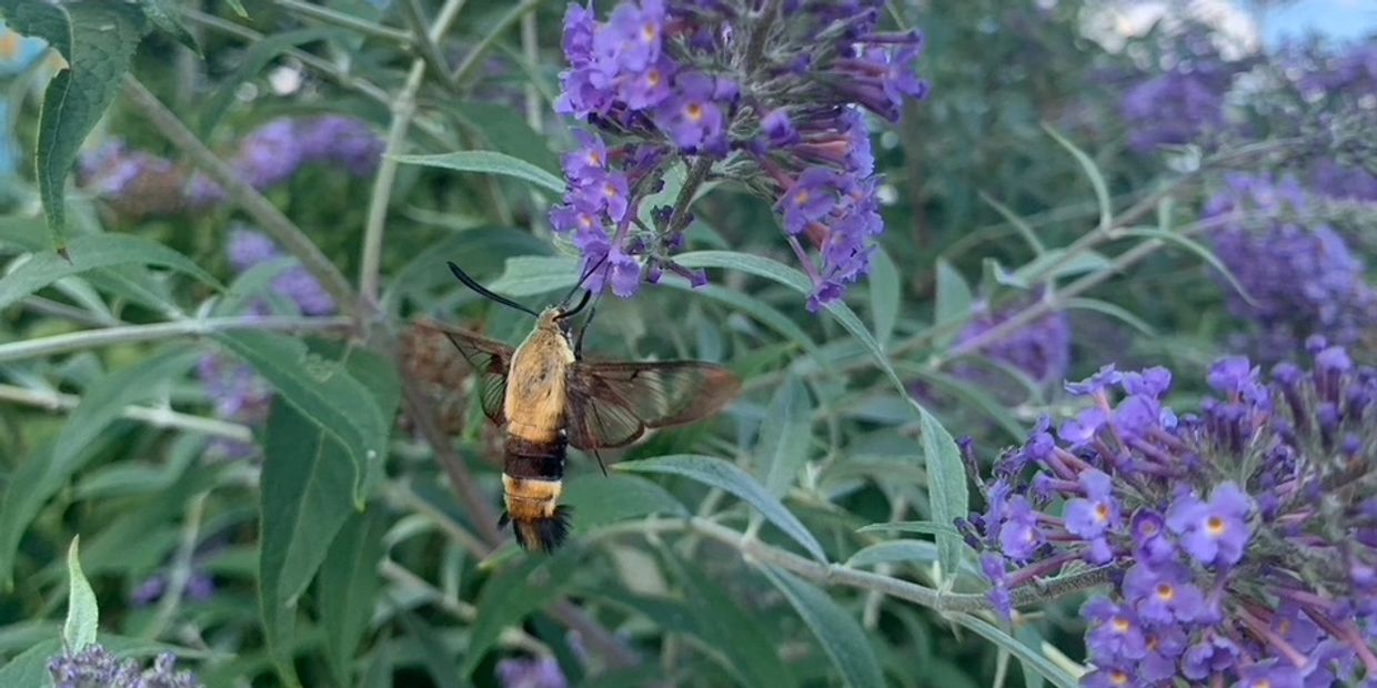 Clearwing hummingbird moth on a butterfly bush