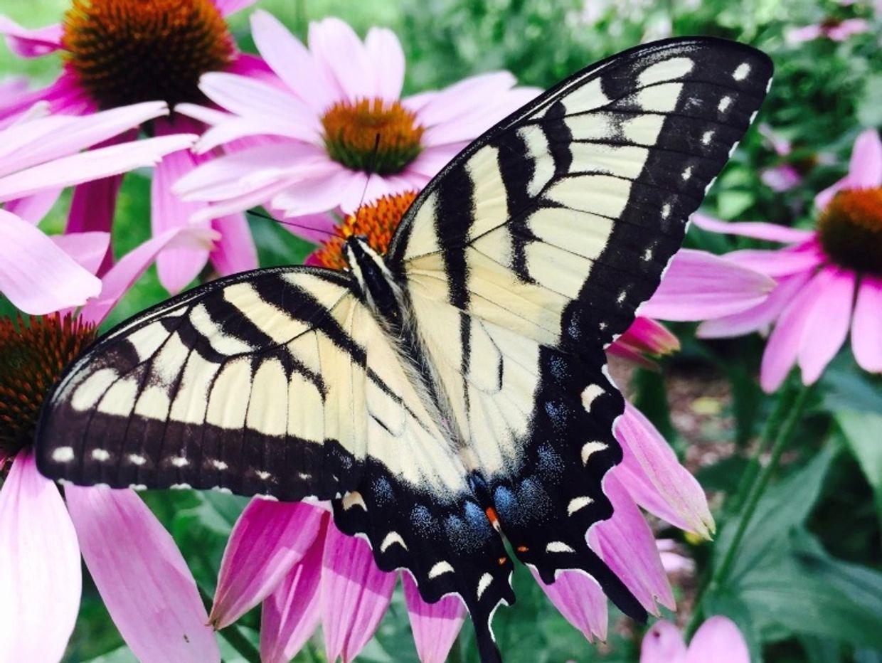Yellow swallowtail on an echinacea
