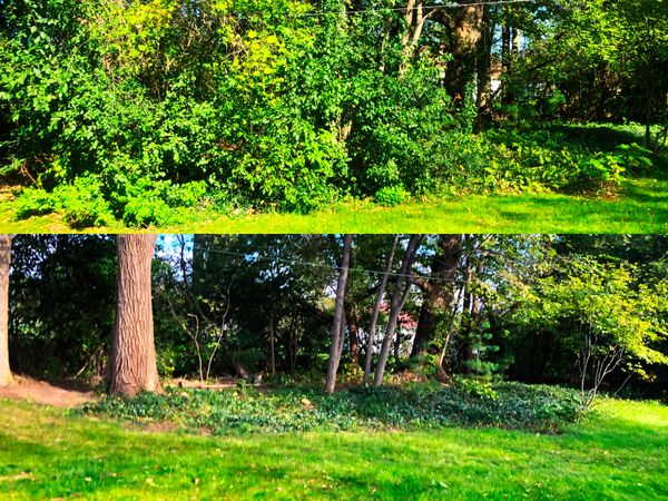 Before and after photos of invasive brush in a wooded perimeter