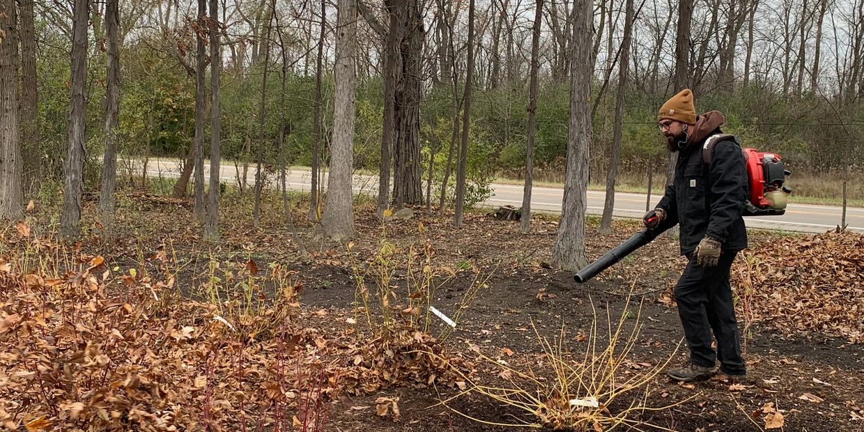 Gardener blowing leaves from dogwood shrubs