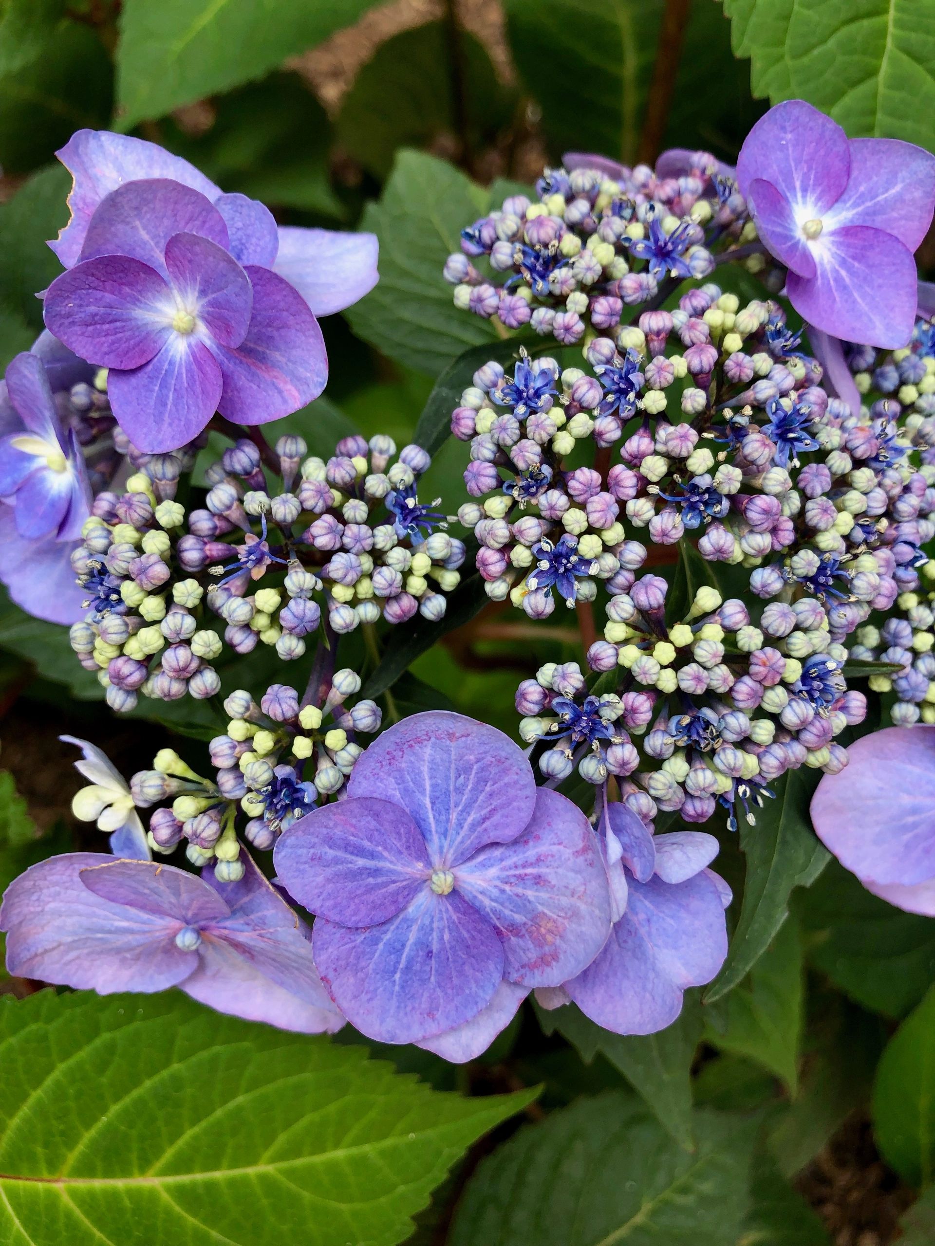 Blue hydrangea bloom