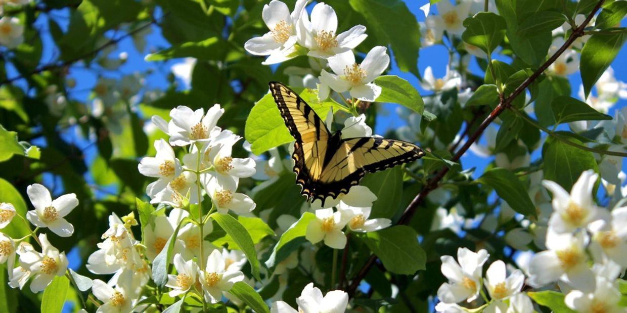 Yellow swallowtail drinking from a mock orange