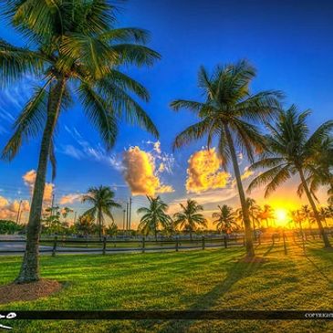 Sunset behind palm trees casting long shadows on green grass.