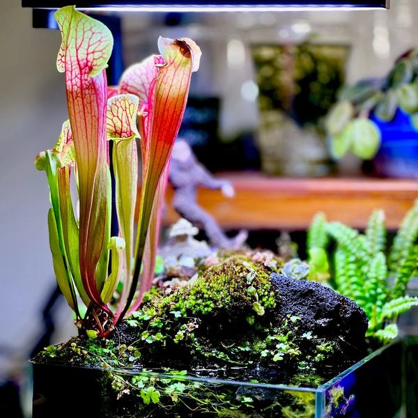 Small carnivorous open terrarium. 