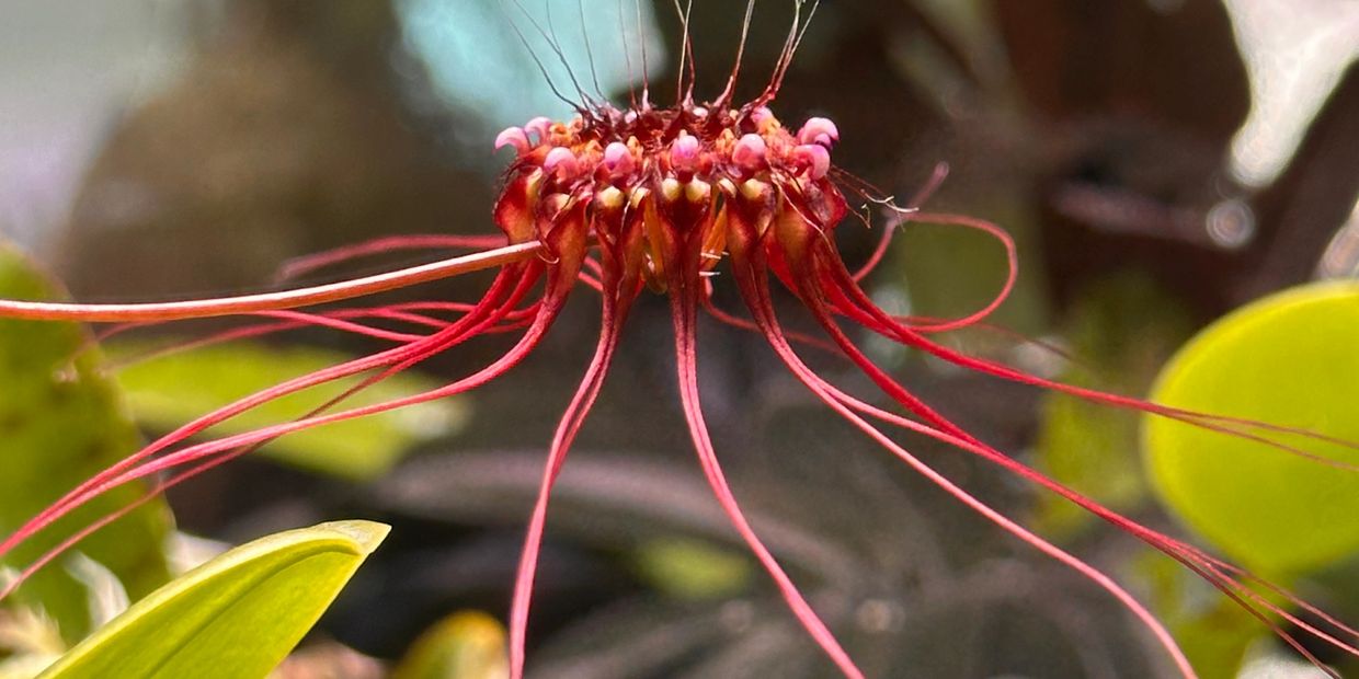 Bulbophyllum gracillimum flowers.