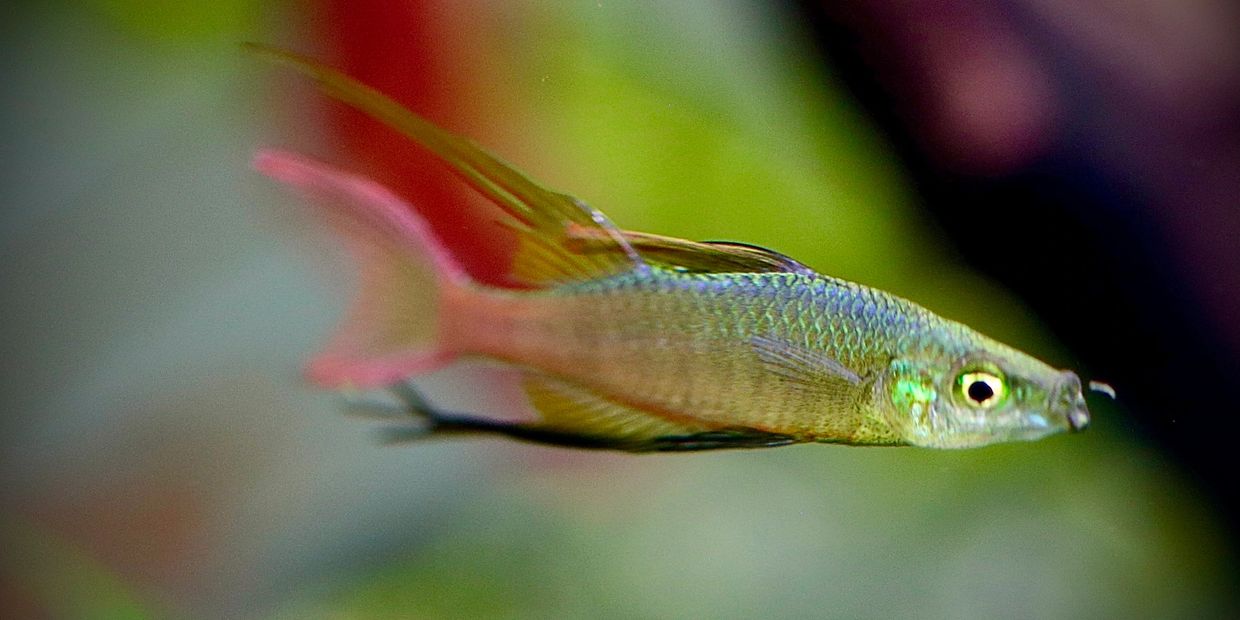 Feather Fin Rainbow Fish.