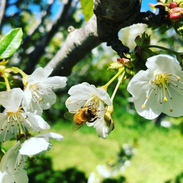 Honey bee pollinating a cherry tree