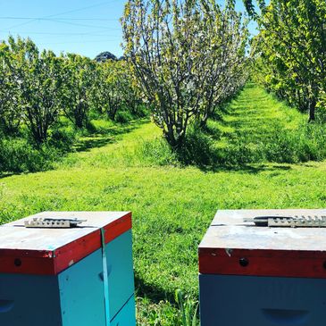 Bees pollinating an orchard