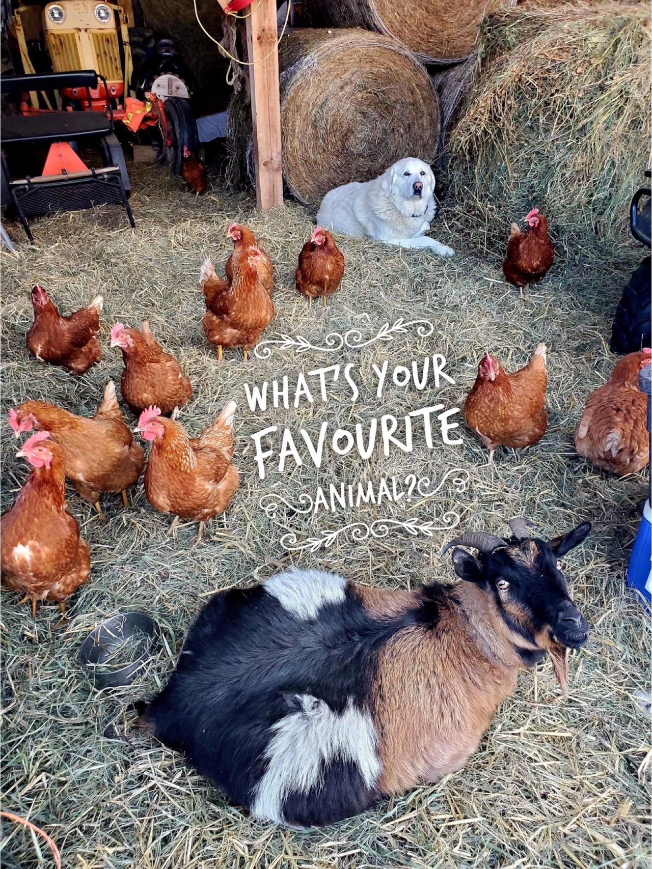 What's your favourite animal? What's your favourite animal?