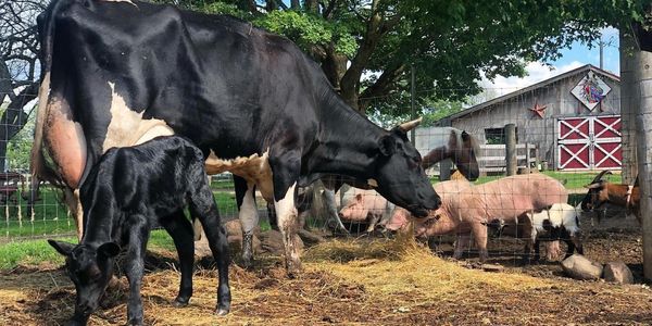 A gathering of farm animals with a barn in the background