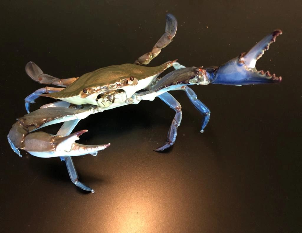 Blue crab world