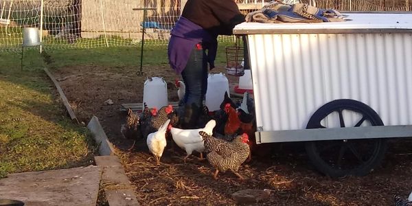 Eggs fresh from our mobile coop