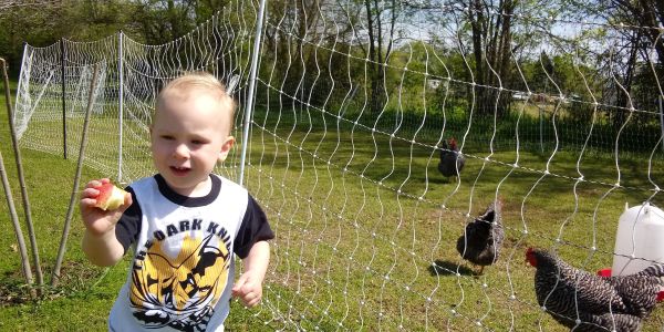 A child eating apple near a chicken fence.