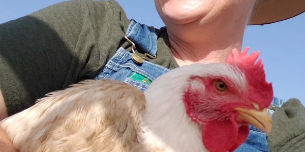 Person holding a chicken outdoors on a sunny day.