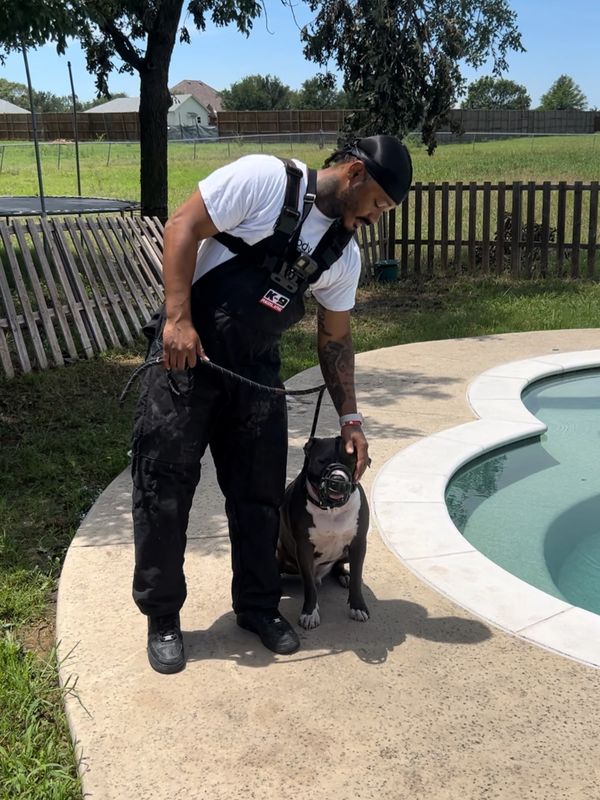 The dog is wearing a basket muzzle to prevent trainer from being bit.
