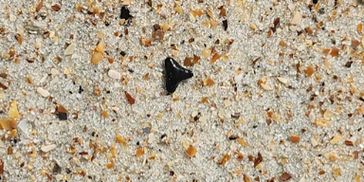 A dark shark tooth fossil on a sandy beach with small pebbles.