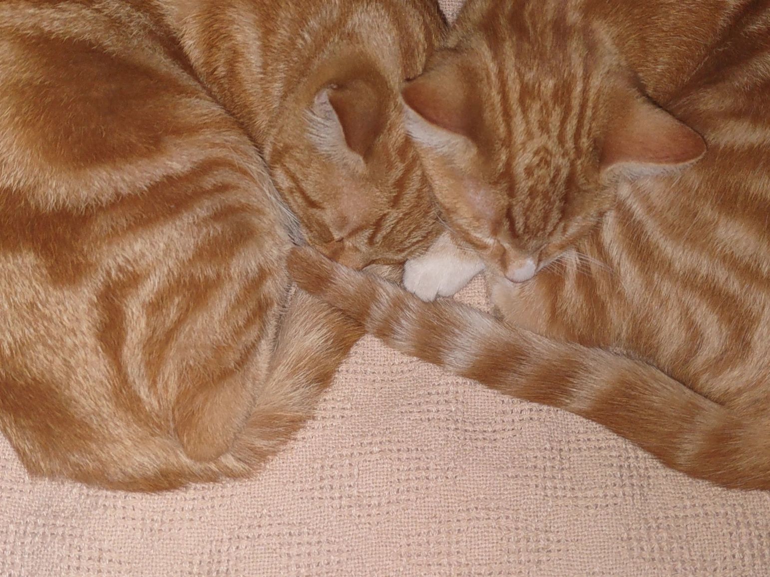 Kitty love!
