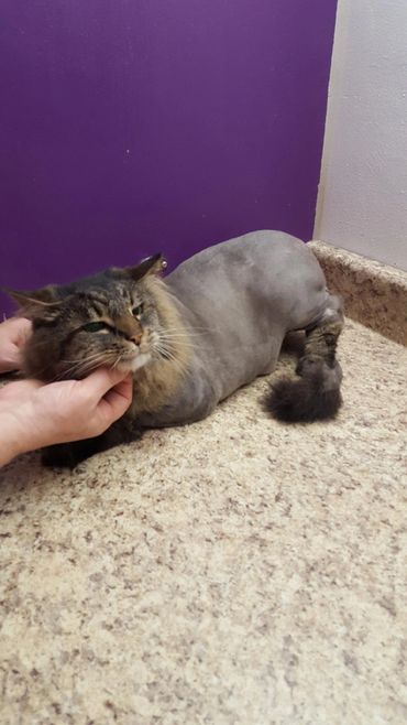 A happy and content cat after our Lion Cut Cat Grooming