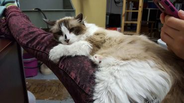 A relaxed cat in our Cat Grooming studio.