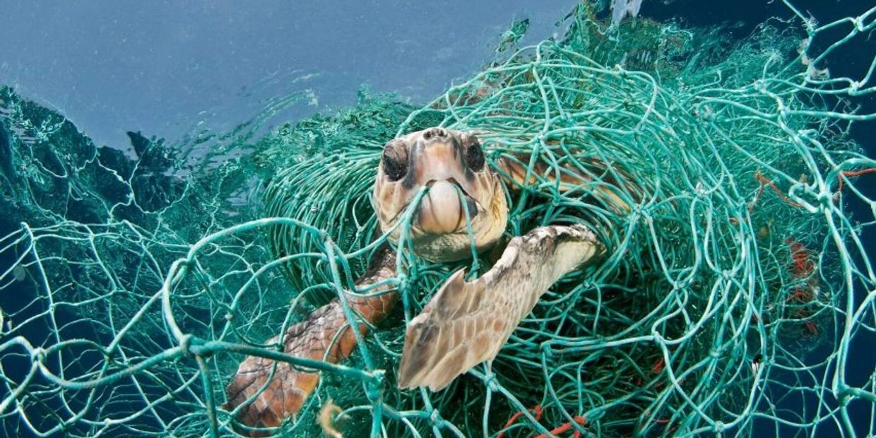 A turtle tangled in nets in the ocean